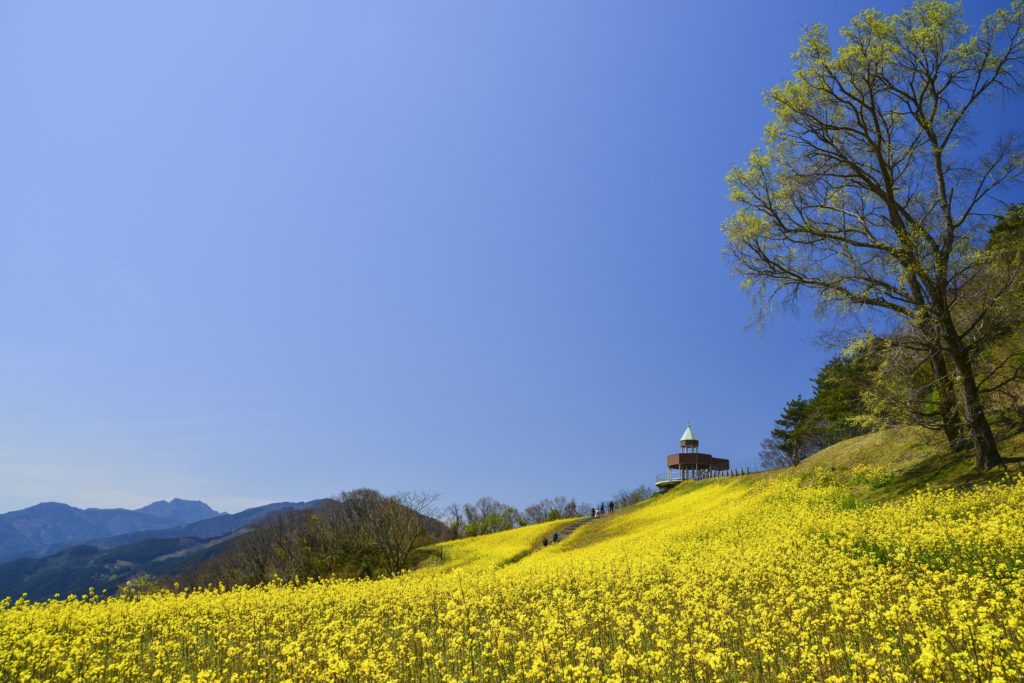 翠波高原菜の花まつり